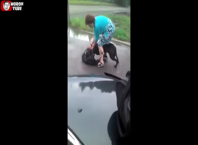 Video :Another dog is attacked and killed by a Pitbull
